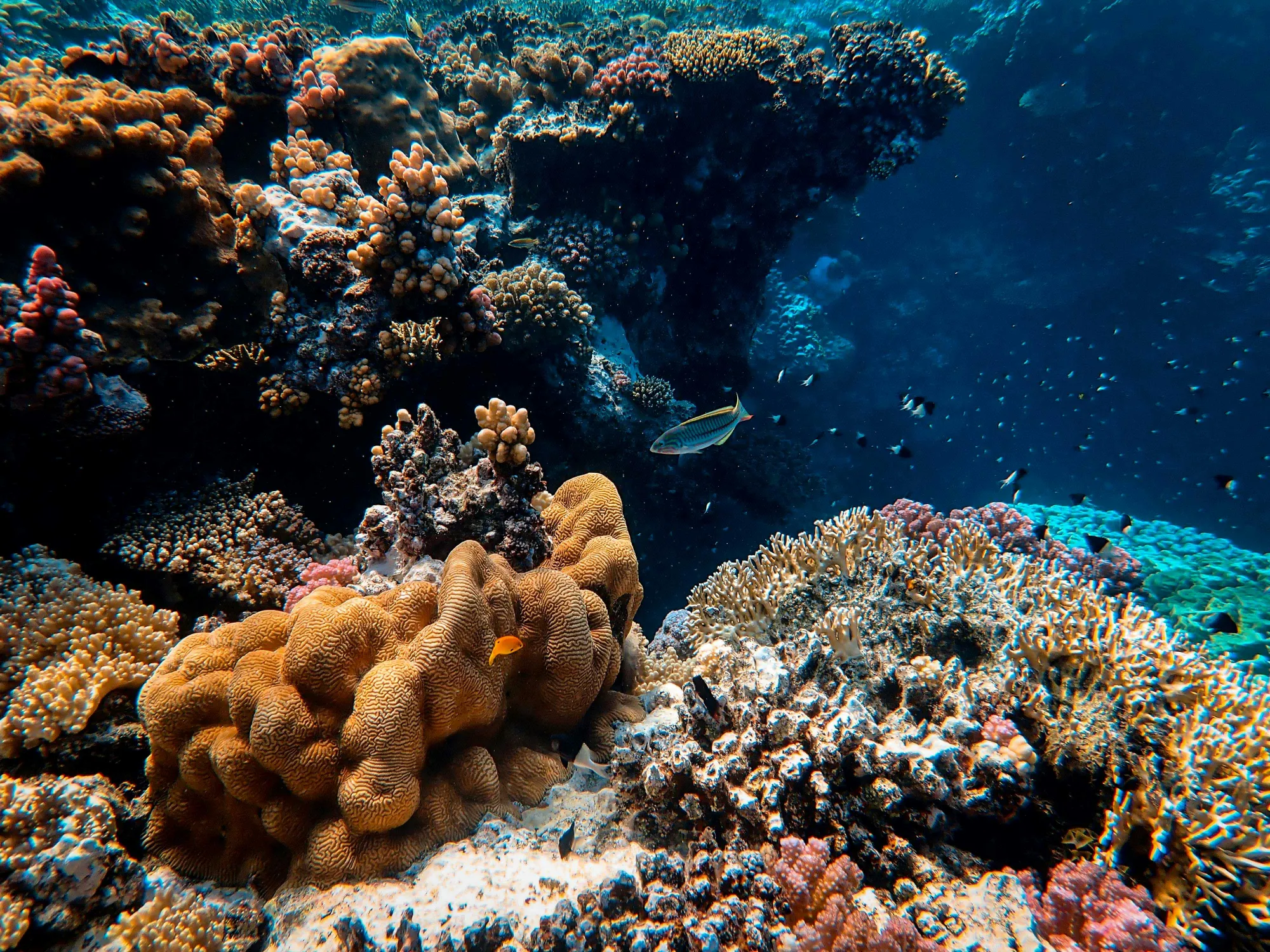 Sharm El Sheikh